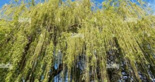 Unveil the Enchanting World of Weeping Willow Trees in Spring 4 th 255