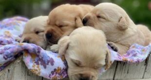 Unveiling the Secrets of Willow Springs Labradors: A Journey of Discovery 16 th 226