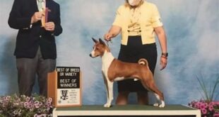 Unveil the Secrets: Discover the Exceptional Care at Spring Willow Kennel Ohio 28 th 448