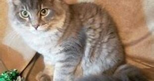 Unveiling the Enchanting World of Willow Springs Siberian Cats 16 th 496