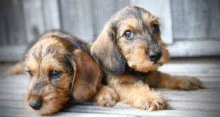 Discover the Secrets of Willow Springs Dachshunds 10 th 498