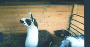 Discover the Enchanting World of Sarah's Stables in Willow Springs! 16 th 550