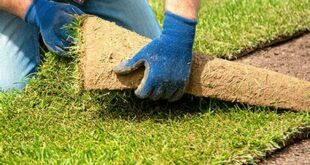 Discover the Secrets of a Lush Lawn with Willow Springs Turf LLC 19 th 621