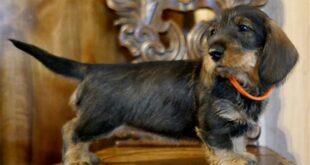 Unveiling the Enchanting World of Willow Springs Wirehaired Dachshunds 28 th 642