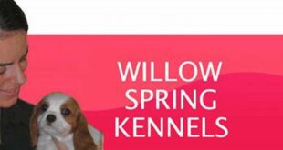 Unveiling the Secrets of Willow Springs Kennel PA: A Haven for Happy Hounds 19 th 645