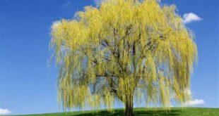 Witness the Enchantment of Willow Trees in Spring: Unveiling Their Beauty and Significance 13 th 36