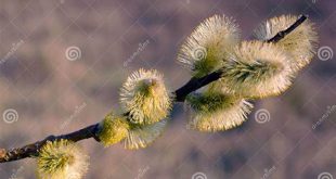 Uncover the Secrets of Willow Spring Weather: Your Guide to a Year-Round Adventure 28 th 131