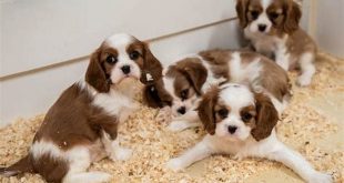 Unveiling the Secrets: Willow Springs Kennel Your Gateway to Dog Care Excellence 16 th 135