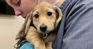 Unveiling Willow Springs Animal Hospital: A Haven of Veterinary Excellence 13 th 136