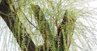 Discover the Enchanting World of Spring Willow: A Journey of Beauty, Symbolism, and Practicality 22 th 22