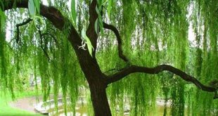 Unveil the Enchanting Beauty of Weeping Willows in Spring: Discoveries and Insights 10 th 70