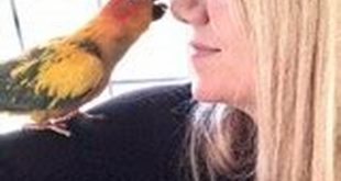 Unveiling the Secrets of Bird Care at The Bird House Willow Spring NC 16 th 87
