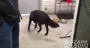 Uncover the Heartwarming Haven: Willow Springs Animal Shelter's Untold Stories 28 th 97