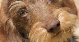 Discover the Secrets Behind "willow springs dachshunds address" 13 th 182