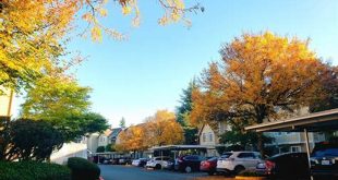 Unravel the Enchanting Willow Springs of Puyallup, WA 22 th 51