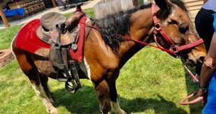 Unveiling the Enchanting World of Sarah's Ponies Willow Springs 16 th 67