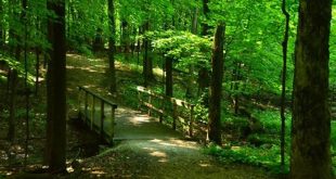 Unveiling Willow Springs, IL: A Journey of Discovery and Delight 13 th 40
