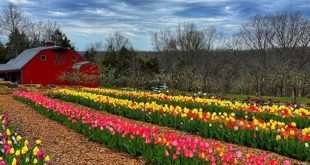 Unveiling the Secrets of Willow Spring Farm Co.: A Journey of Sustainable Agriculture and Community Impact 25 th 98
