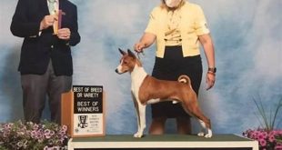 Unveiling the Enchanting World of Spring Willow Basenjis 1 th 236