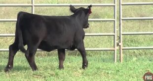 Unveiling the Secrets of Willow Springs Cattle: A Journey of Discovery 7 th 245