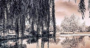 Uncover the Enchanting World of Willow Trees in Colorado Springs 19 th 68