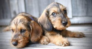 Discover the Enchanting World of Willow Springs Dachshunds: Unveil Their Secrets 19 th 183