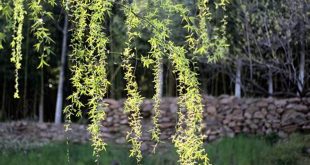 Unveil the Secrets of Willow and Spring: Discoveries that Will Blossom Your Knowledge 13 th 87