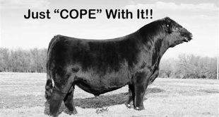 Unveiling the Secrets of Willow Springs Cattle Company: A Journey of Sustainable Excellence 19 th 148