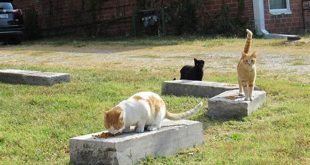 Unlock the Hidden Gems of Cat Willow Springs, MO: Discoveries and Insights 25 th 194