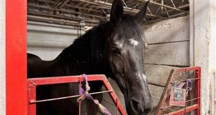 Discover the Hidden Gem of Equestrian Excellence in Willow Springs 7 th 60