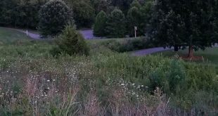 Unveiling the Enchanting Secrets of Willow Springs, TN 1 th 132