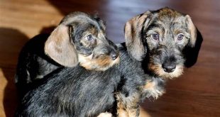 Uncover the Secrets of Willow Springs Dachshunds: A Comprehensive Review 19 th 173
