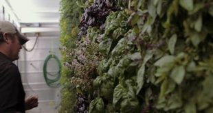Unlock the Secrets of Hydroponic Farming with Willow Spring Farms 25 th 52