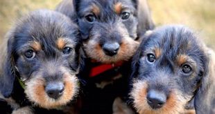 Unleash the Secrets of Willow Springs Puppies: An Enchanting Journey 19 th 55