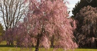 Discover the Allure of Weeping Willows in Spring: Unveiling Beauty and Tranquility 13 th 57