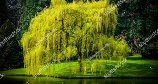 Unveiling the Wonders of Spring Willow Trees: A Journey of Discovery 13 th 3