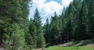 Discover the Enchanting Willow Springs Canyon Forest: A Nature Lover's Paradise 25 th 53