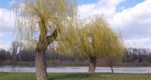 Discover the Enchanting "Willow Spring": Unveiling Nature's Secrets and Cultural Heritage 25 th 83